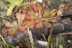 dwarf sundew